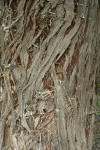 Russian Olive bark