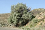 Russian Olive