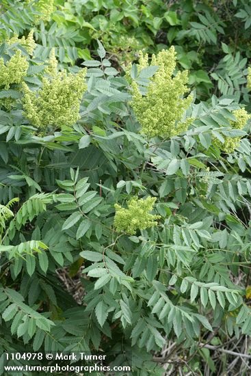 Rhus glabra