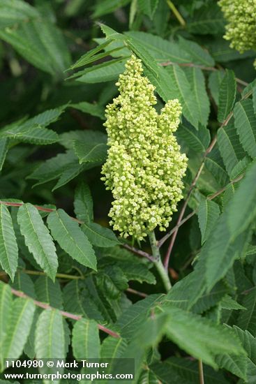 Rhus glabra