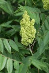 Smooth Sumac blossoms & foliage