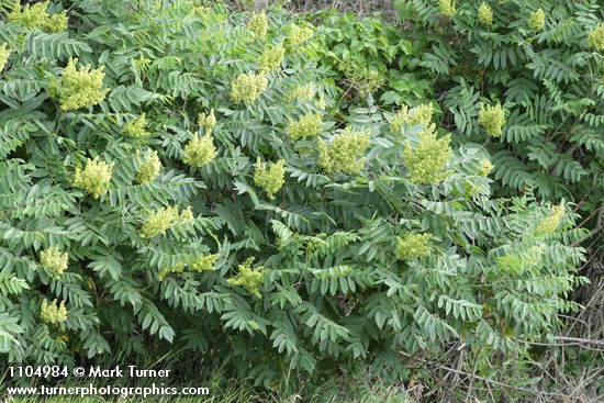 Rhus glabra