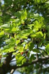 White Mulberry fruit & foliage