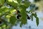 White Mulberry fruit & foliage
