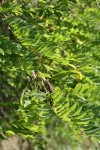 Black Locust seed pods & foliage