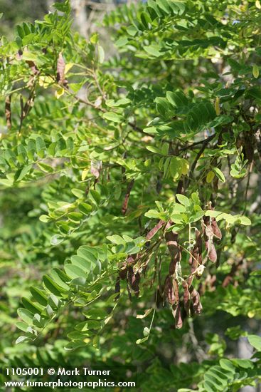 Robinia pseudoacacia