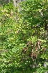 Black Locust seed pods & foliage