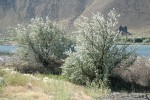 Russian Olives along Lower Crab Creek