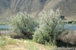 Russian Olives along Lower Crab Creek