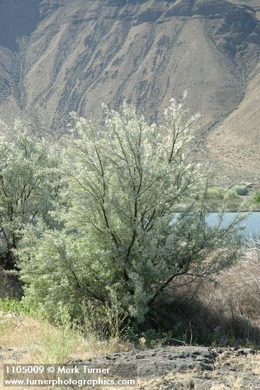 Elaeagnus angustifolia
