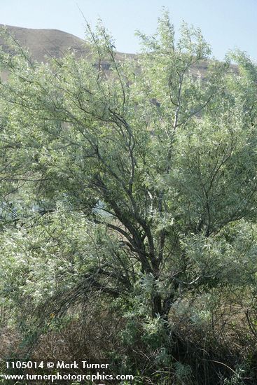 Elaeagnus angustifolia