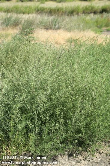 Salsola tragus