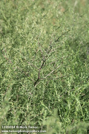 Salsola tragus