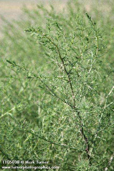 Salsola tragus