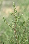 Russian Thistle blossoms & foliage