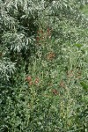 Alkali Swainsonpea