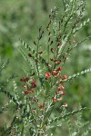 Alkali Swainsonpea blossoms & foliage