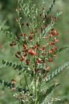 Alkali Swainsonpea blossoms & foliage