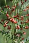 Alkali Swainsonpea blossoms & foliage detail