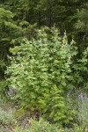 Streambank Globe Mallow