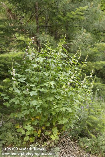 Iliamna rivularis