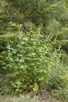 Streambank Globe Mallow