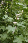 Streambank Globe Mallow blossoms & foliage