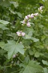 Streambank Globe Mallow blossoms & foliage