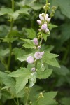 Streambank Globe Mallow blossoms & foliage