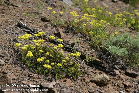 Eriogonum umbellatum var. hausknechtii