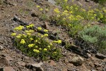 Hausknecht's Buckwheat