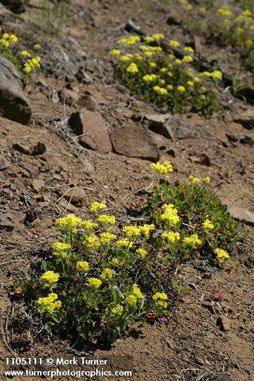 Eriogonum umbellatum var. hausknechtii