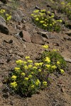 Hausknecht's Buckwheat