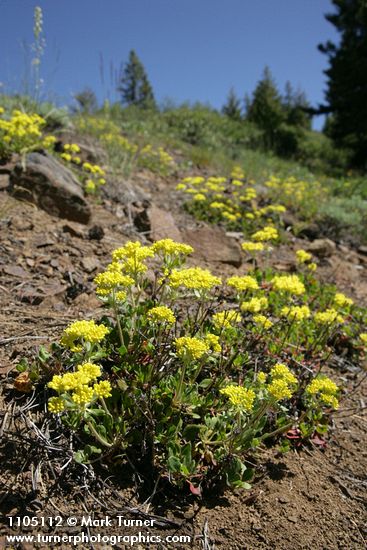 Eriogonum umbellatum var. hausknechtii