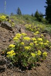 Hausknecht's Buckwheat