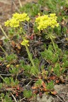 Hausknecht's Buckwheat blossoms & foliage