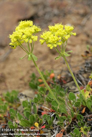 Eriogonum umbellatum var. hausknechtii