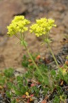 Hausknecht's Buckwheat blossoms & foliage