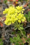 Hausknecht's Buckwheat blossoms detail