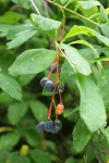 Indian Plum mature fruit & foliage