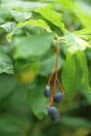 Indian Plum mature fruit & foliage