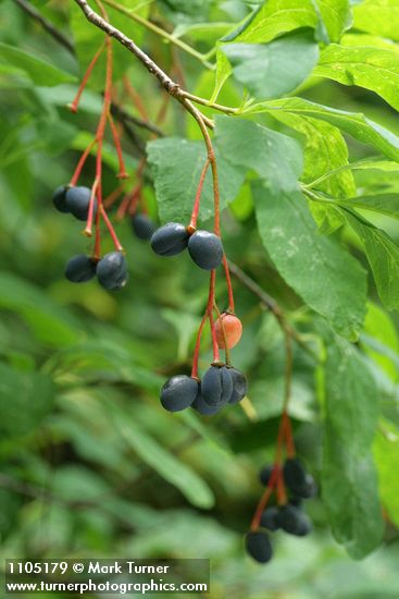 Oemleria cerasiformis