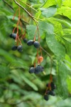 Indian Plum mature fruit & foliage