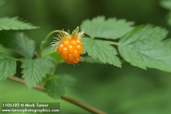 Rubus spectabilis