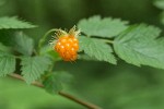 Salmonberry mature fruit & foliage