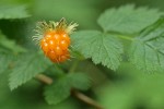 Salmonberry mature fruit & foliage