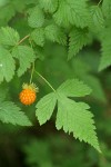 Salmonberry mature fruit & foliage