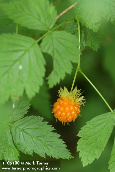 Rubus spectabilis