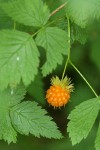 Salmonberry mature fruit & foliage