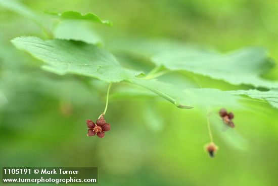 Euonymus occidentalis